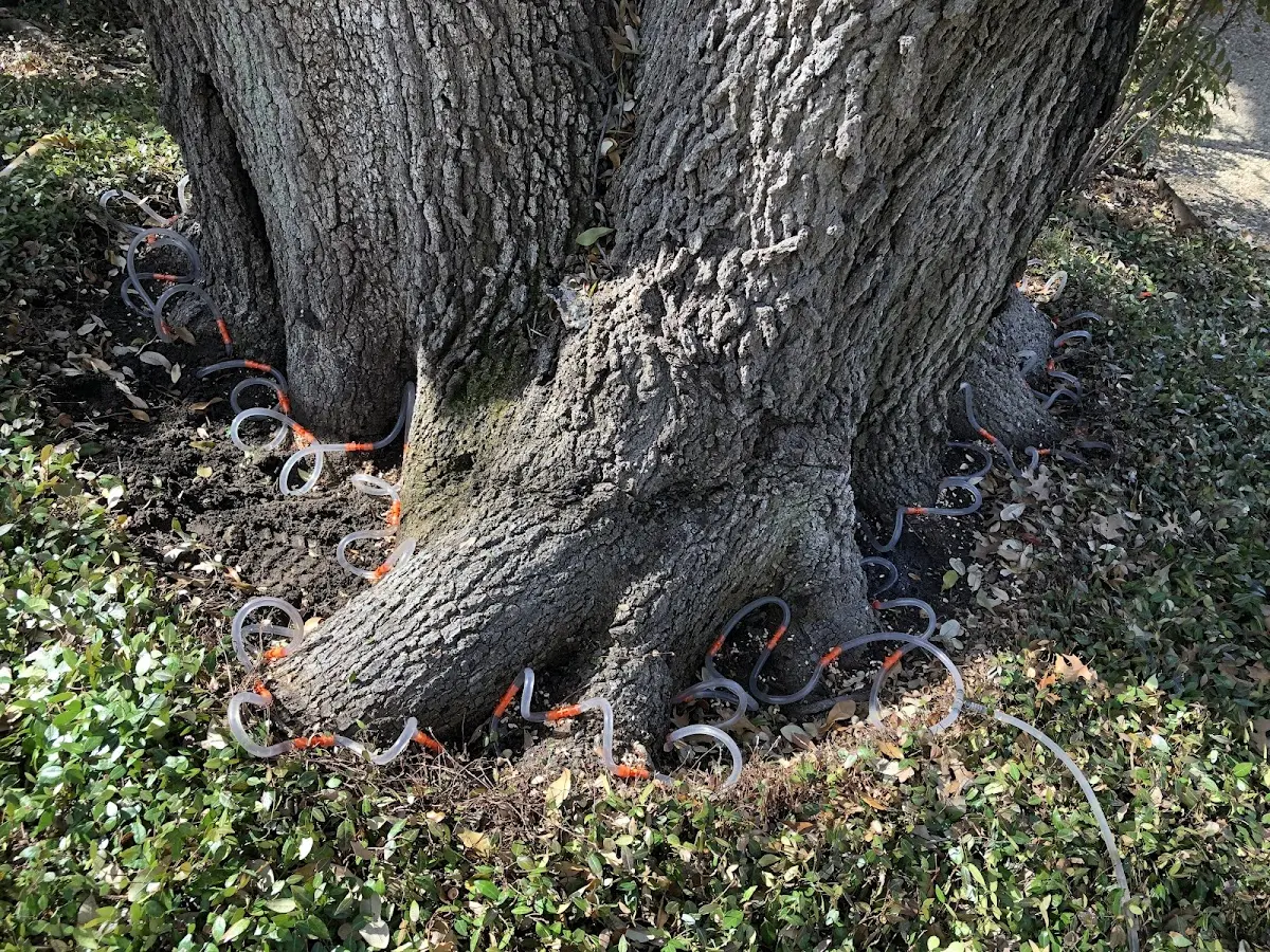 Detailed Tree Cabling and Bracing job site in Finksburg