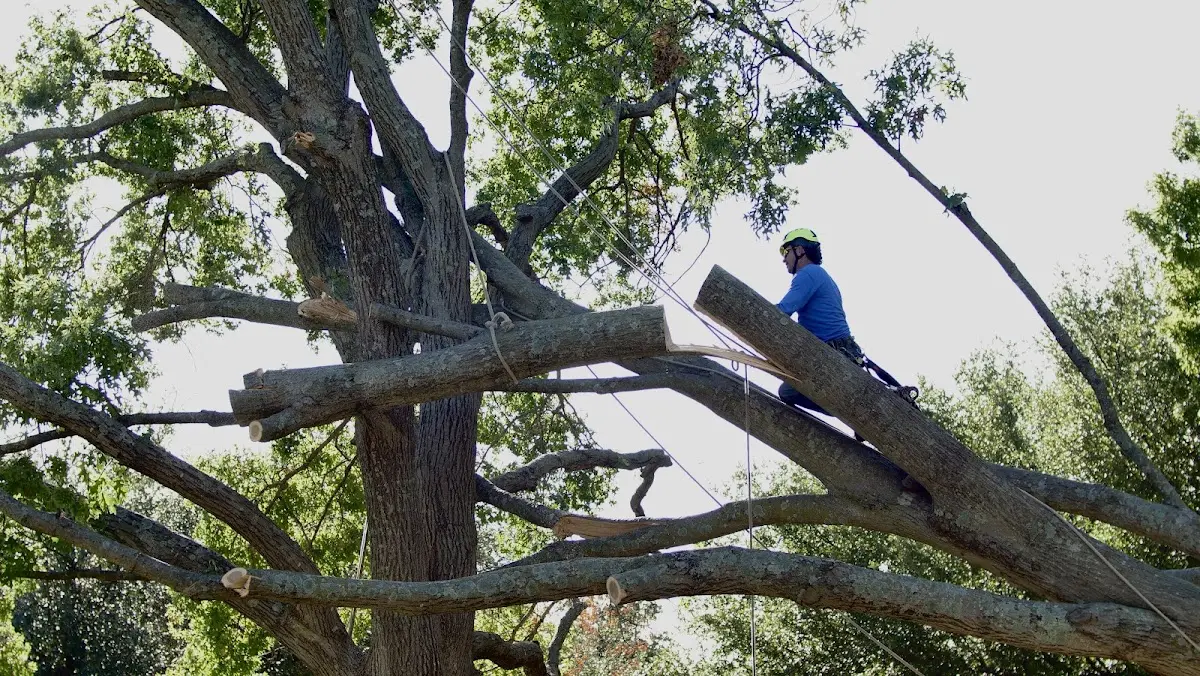 Professional Crown Thinning performed by certified arborists in Finksburg