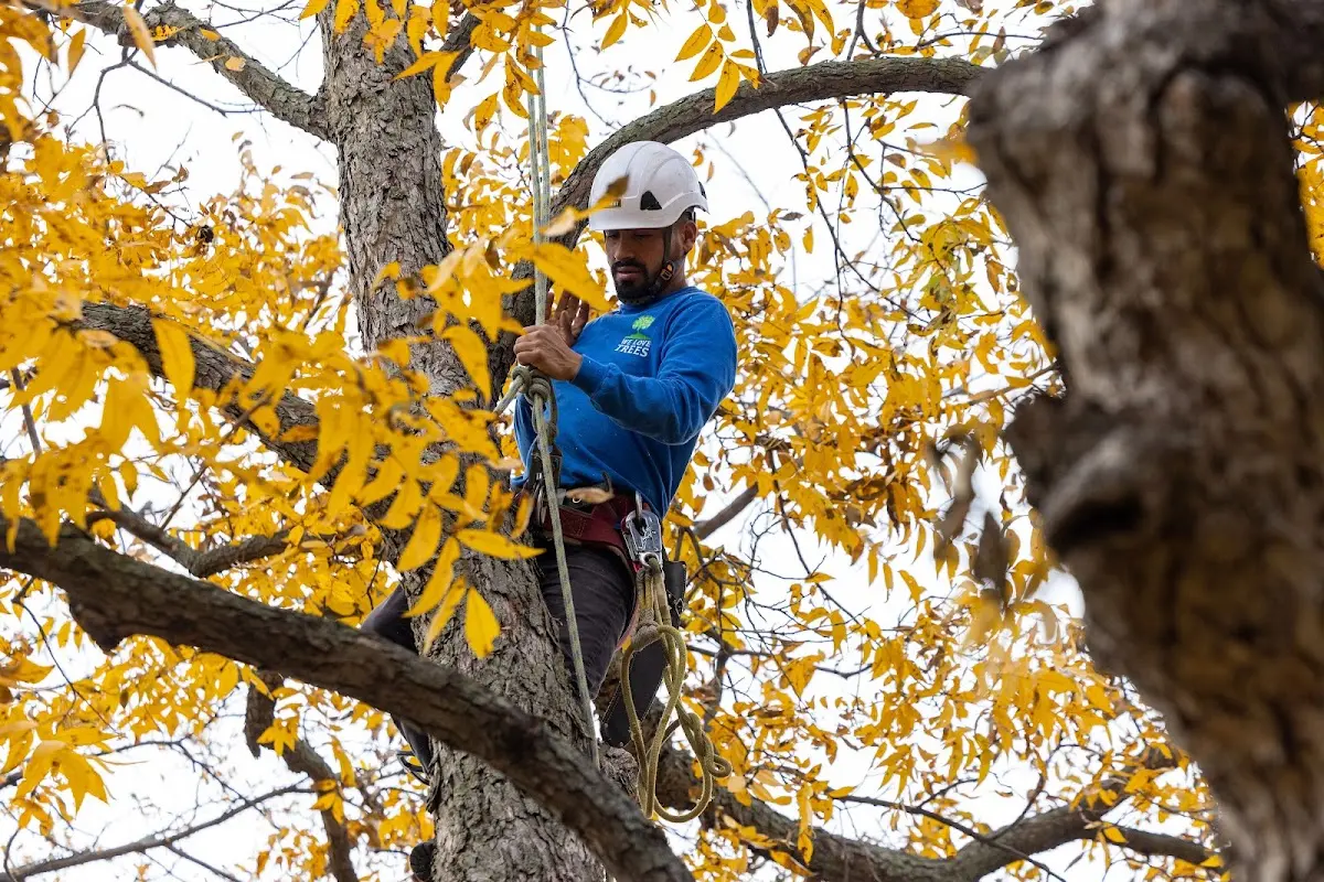 Skilled Tree Planing crew working in Finksburg